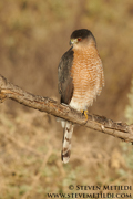 HAWKS, EAGLES, OSPREY